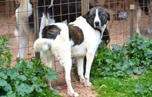 JASMINE, Hund, Mischlingshund in Herne - Bild 6