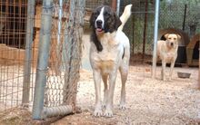 JASMINE, Hund, Mischlingshund in Herne - Bild 7