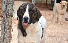 JASMINE, Hund, Mischlingshund in Herne - Bild 8
