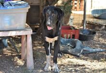 JASPER, Hund, Mischlingshund in Griechenland - Bild 1