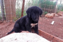 JASPER, Hund, Mischlingshund in Griechenland - Bild 12