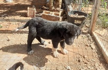JASPER, Hund, Mischlingshund in Griechenland - Bild 13