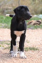 JASPER, Hund, Mischlingshund in Griechenland - Bild 15