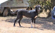 JASPER, Hund, Mischlingshund in Griechenland - Bild 2