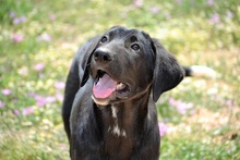 JASPER, Hund, Mischlingshund in Griechenland - Bild 3