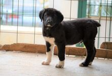 JASPER, Hund, Mischlingshund in Griechenland - Bild 4