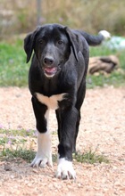 JASPER, Hund, Mischlingshund in Griechenland - Bild 6