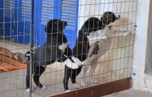 JASPER, Hund, Mischlingshund in Griechenland - Bild 7