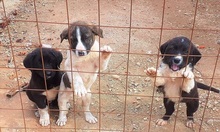 JASPER, Hund, Mischlingshund in Griechenland - Bild 9