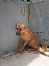JACKSON, Hund, Mischlingshund in Spanien - Bild 3