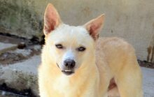 BEPO, Hund, Mischlingshund in Spanien - Bild 2