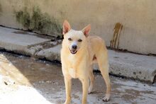 BEPO, Hund, Mischlingshund in Spanien - Bild 3