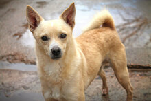 BEPO, Hund, Mischlingshund in Spanien - Bild 4