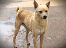 BEPO, Hund, Mischlingshund in Spanien - Bild 7