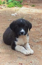 JAKE, Hund, Mischlingshund in Griechenland - Bild 11