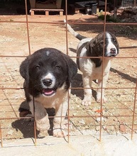 JAKE, Hund, Mischlingshund in Griechenland - Bild 12