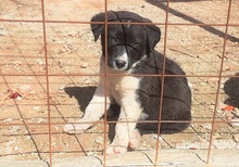 JAKE, Hund, Mischlingshund in Griechenland - Bild 13