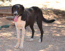 JAKE, Hund, Mischlingshund in Griechenland - Bild 2