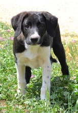 JAKE, Hund, Mischlingshund in Griechenland - Bild 3