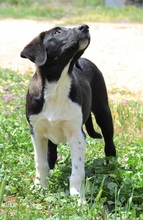 JAKE, Hund, Mischlingshund in Griechenland - Bild 4