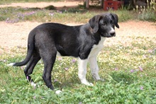 JAKE, Hund, Mischlingshund in Griechenland - Bild 5