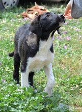 JAKE, Hund, Mischlingshund in Griechenland - Bild 6