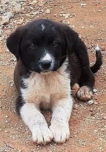 JAKE, Hund, Mischlingshund in Griechenland - Bild 9