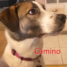 CAMINO, Hund, Mischlingshund in Freisen - Bild 1