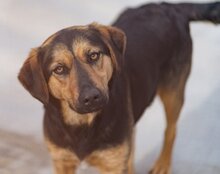AYLINI, Hund, Mischlingshund in Kroatien - Bild 1