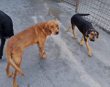 AYLINI, Hund, Mischlingshund in Kroatien - Bild 10
