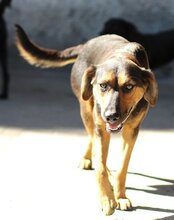 AYLINI, Hund, Mischlingshund in Kroatien - Bild 11