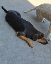 AYLINI, Hund, Mischlingshund in Kroatien - Bild 12
