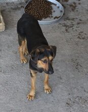 AYLINI, Hund, Mischlingshund in Kroatien - Bild 13