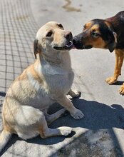 AYLINI, Hund, Mischlingshund in Kroatien - Bild 15