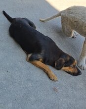 AYLINI, Hund, Mischlingshund in Kroatien - Bild 17