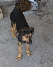 AYLINI, Hund, Mischlingshund in Kroatien - Bild 18