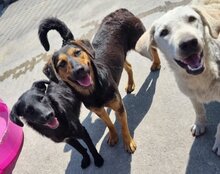 AYLINI, Hund, Mischlingshund in Kroatien - Bild 19