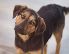 AYLINI, Hund, Mischlingshund in Kroatien - Bild 2
