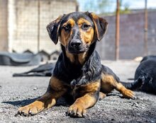 AYLINI, Hund, Mischlingshund in Kroatien - Bild 21