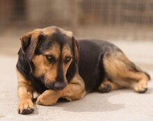 AYLINI, Hund, Mischlingshund in Kroatien - Bild 3