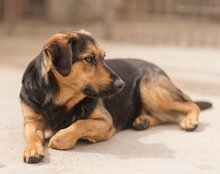 AYLINI, Hund, Mischlingshund in Kroatien - Bild 4