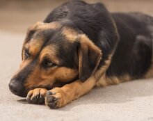 AYLINI, Hund, Mischlingshund in Kroatien - Bild 5