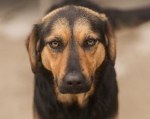 AYLINI, Hund, Mischlingshund in Kroatien - Bild 6