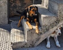 AYLINI, Hund, Mischlingshund in Kroatien - Bild 8