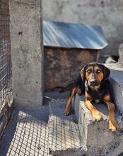 AYLINI, Hund, Mischlingshund in Kroatien - Bild 9