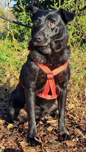 BETTA, Hund, Mischlingshund in Kroatien