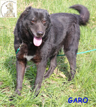 GARO, Hund, Mischlingshund in Bosnien und Herzegowina - Bild 1