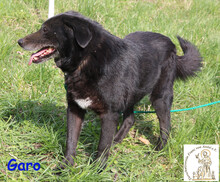 GARO, Hund, Mischlingshund in Bosnien und Herzegowina - Bild 2