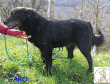 GARO, Hund, Mischlingshund in Bosnien und Herzegowina - Bild 3