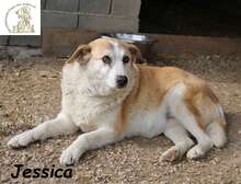 JESSICA, Hund, Mischlingshund in Bosnien und Herzegowina - Bild 1